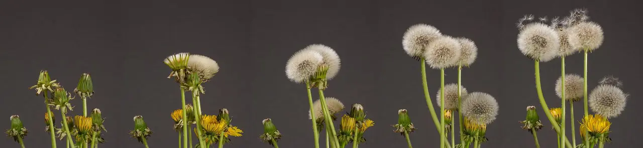 Löwenzahn Bild: adege/pixabay