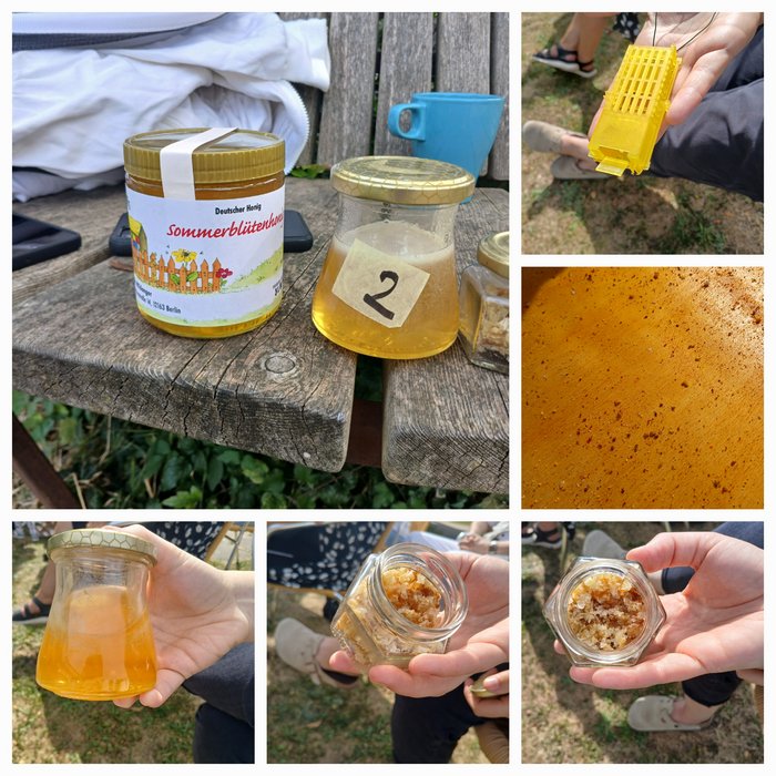 Honig in verschiedenen Produktionsstufen