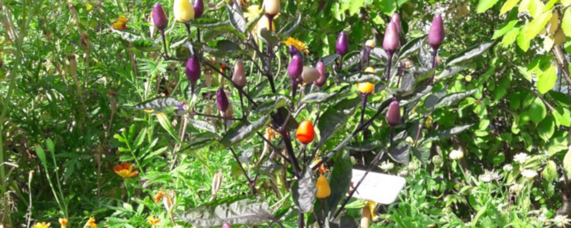 Bunter Chili :: Bild vom 16. August 2022 :: jh