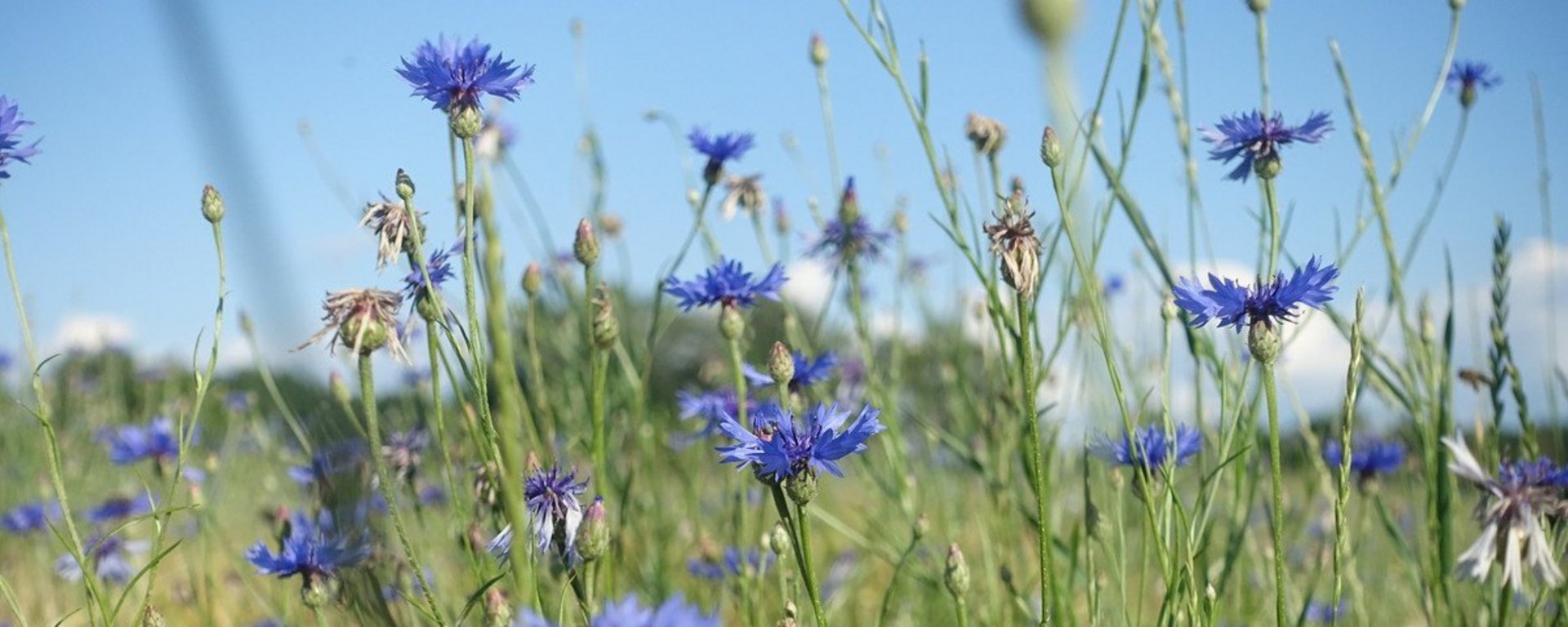Nahaufnahme Kornblumen Bild Nr. 3