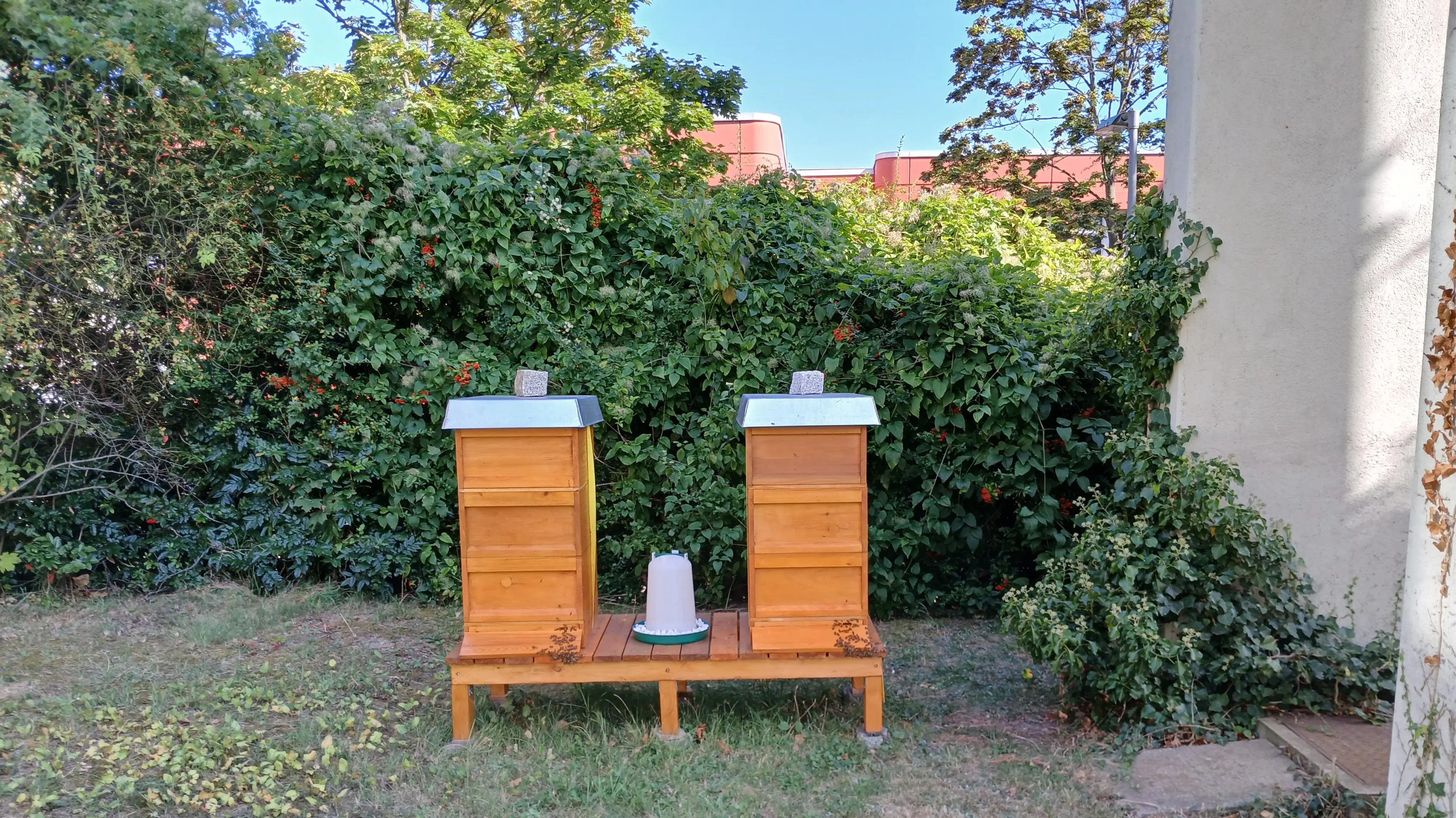 Es summt im Patmosgarten ...