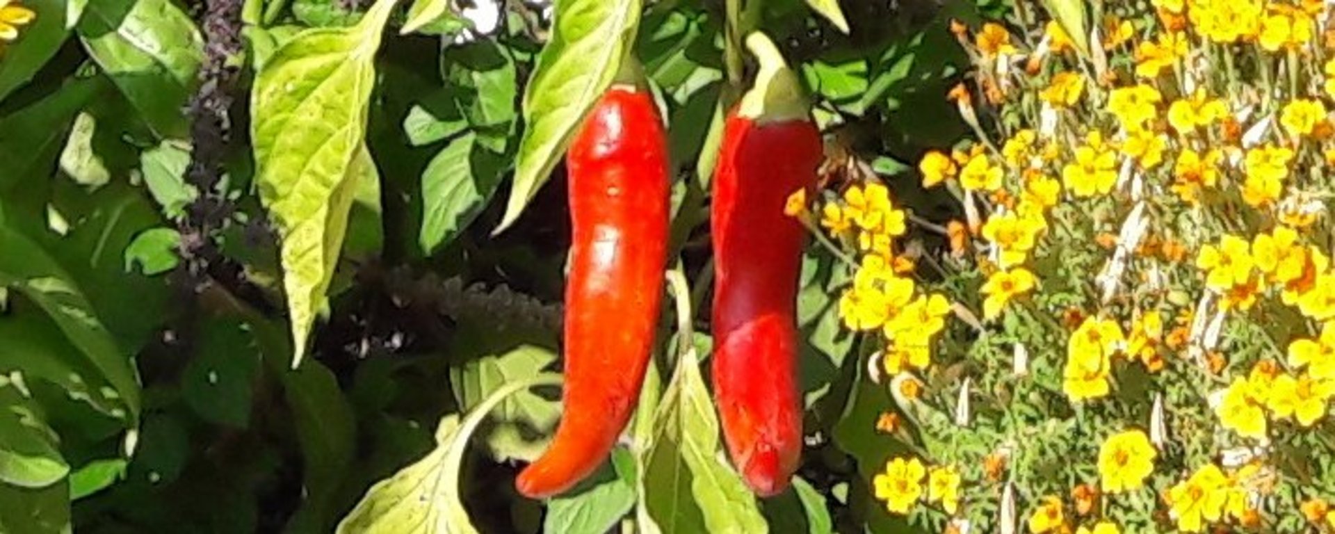 Peperoni :: Bildauschnitt vom 16. August 2022 :: jh