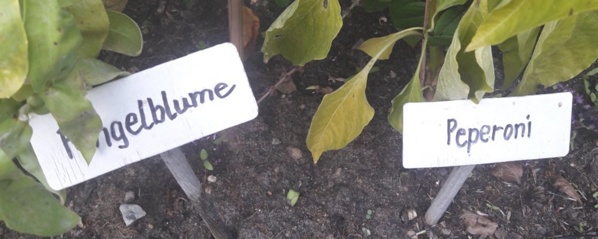 Erntedank 2022 :: Gartenkräuter im Hochbeet :: jh