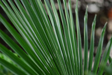 Symbolbild Palmsonntag. Bild GiniGeo_Photography/pixabay