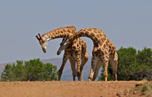 Giraffen Bild: hyper7pro/Wikipedia CC BY 2.0
