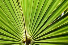 Symbolbild Palmsonntag. Couleur/pixabay